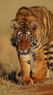 Young Bengal tiger walking towards camera in golden sunlight
