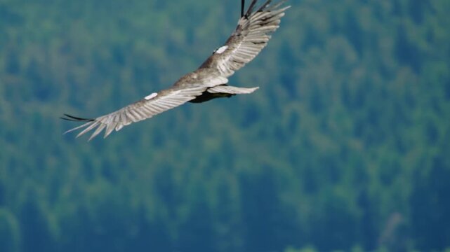 Condor flying over a blurred green forest landscape