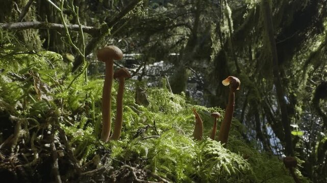 Mossy forest floor with mushrooms among green foliage
