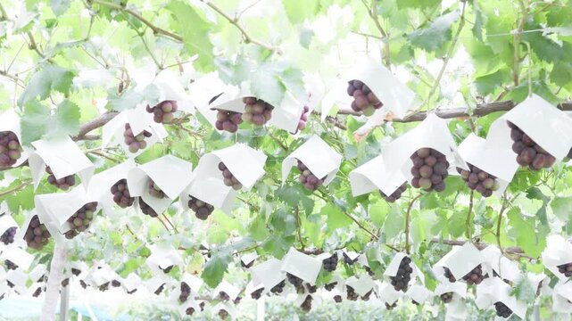 Rows of grape bunches protected with white paper bags in a vineyard