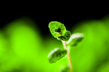 Fresh mint leaves with water droplets glistening in natural light, close-up nature photography capturing the delicate beauty and vitality of aromatic herb growth © kei u