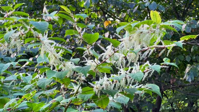 Flowering Japanese Knotweed (Fallopia japonica) an invasive plant in Abbek&aring;s, Skurup community, Scania, Sweden, Scandinavia