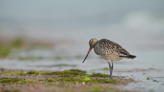 Black-tailed Godwit, Limosa limosa, bird on sand, Devon, England, United Kingdom