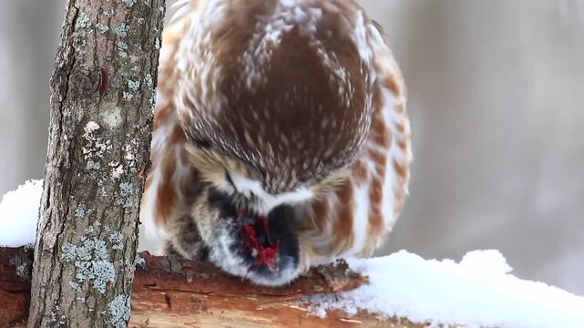 Northern Saw-whet Owl (Aegolius acadicus), Owl perched and eating a a prey, close up, Central Quebec region, Province of Quebec, Canada