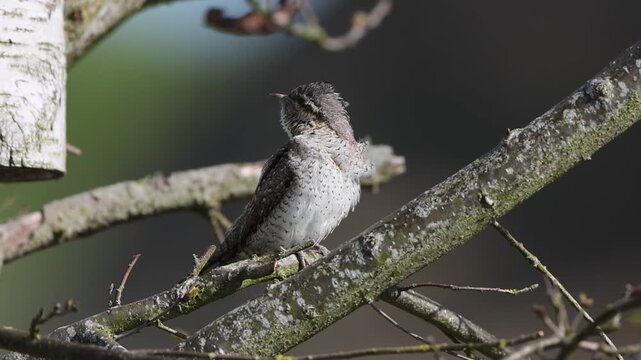 Wryneck (Jynx torquilla) Courtship Germany