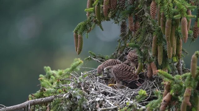 Kestrel (Falco tinnunculus), young birds not yet able to fly in the nest, eating mouse, Rhineland-Palatinate, Germany