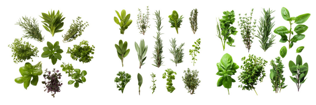 Set of Assorted fresh culinary herbs arranged in small natural groups on transparent png background. Ai generated