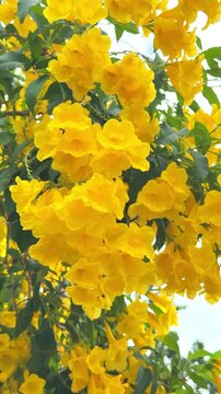Blooming Yellow Tecoma Stans Tree in Garden, vertical video