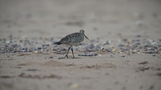 Black-tailed Godwit, Limosa limosa, bird on sand, Devon, England, United Kingdom