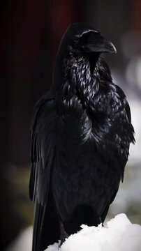 raven in the snow 