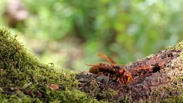 European hornet (Vespa crabro) flies to the fracture of the tree bark in the oak to drink the emerging sweet tree sap, North Rhine-Westphalia, Germany