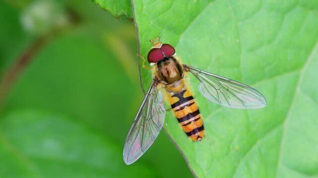 Marmalade Hoverfly (Episyrphus balteatus), Devon, England, United Kingdom