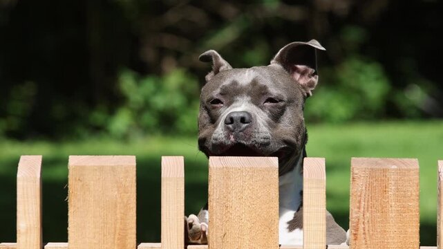 American Staffordshire Terrier looks over a garden fence and barks