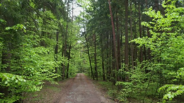 Drone flight along a forest road in a mixed forest, path, trees, forestry, summer, East Styrian hills, Styria, Austria