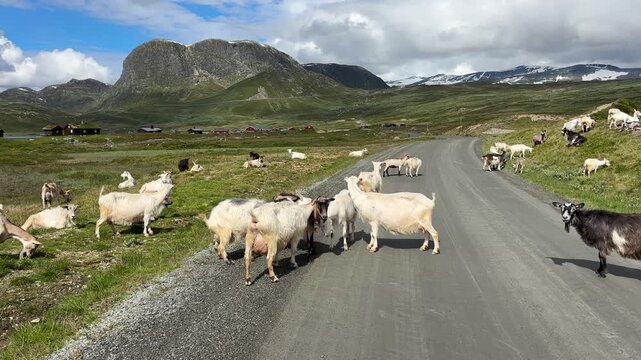 Road through hilly landscape with goats under cloudy sky, Jotumheimvegen, Mjolkevegen, Jotumheimen, Norway