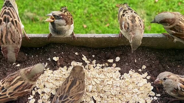 House sparrows and tree sparrows eat oatmeal in a balcony box in Ystad, Scania, Sweden, Scandinavia