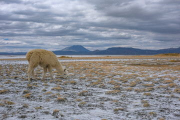 Fototapeta premium Arequipa, Peru - September 9, 2026: Llamas at the Salinas Lagoon in the Salinas and Aguada Blanca National Reserve in Arequipa, Peru.