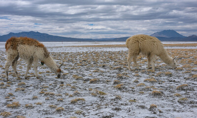 Fototapeta premium Arequipa, Peru - September 9, 2026: Llamas at the Salinas Lagoon in the Salinas and Aguada Blanca National Reserve in Arequipa, Peru.