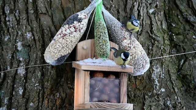 Great tit, parus major, and blue tit, cyanistes caeruleus, feed at the feeder in winter