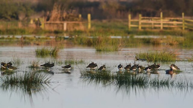 Northern Lapwing, Vanellus vanellus, birds on marshes at winter