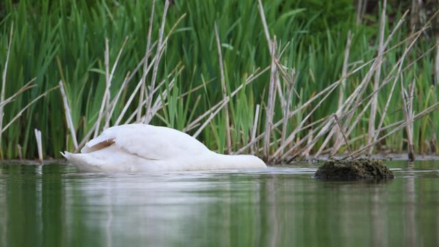 Mute Swan, Cygnus olor on lake at spring time