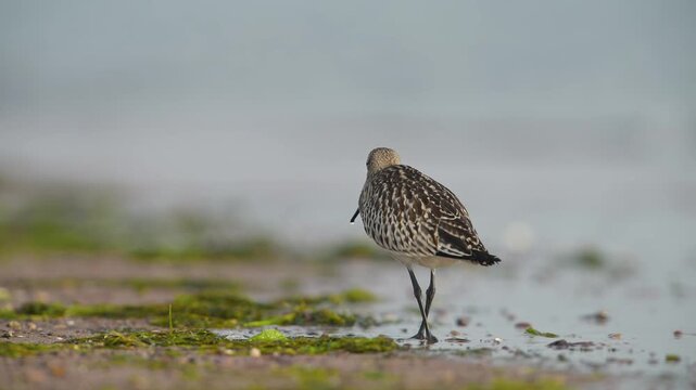 Black-tailed Godwit, Limosa limosa, bird on sand, Devon, England, United Kingdom