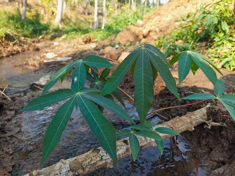 Close-up of young cassava plant growing near a small water stream and muddy soil.