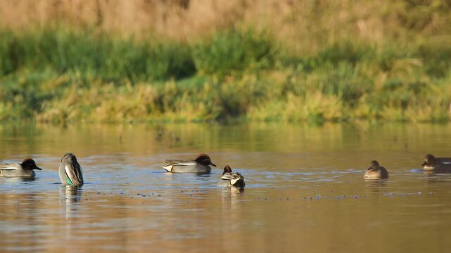Eurasian Teal, Anas crecca, birds in spring courtship on marshes