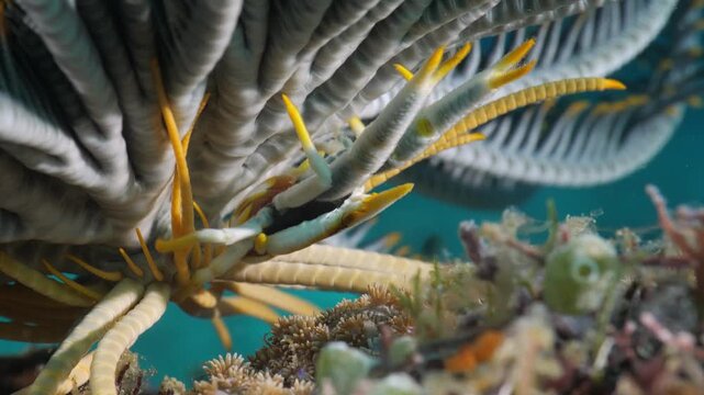 Elegant feather star crab (Allogalathea elegans) in feather star, Bohol, Philippines