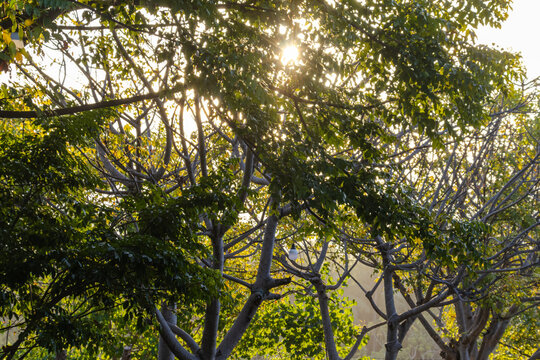 Sun Shining Through Green Tree Leaves and Branches