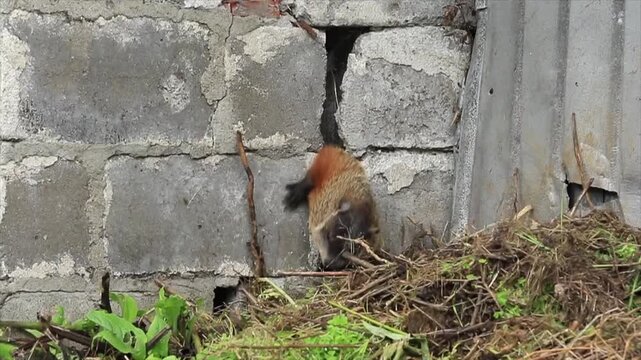 A big groundhog has difficulty passing through a crack in a farm building. Marmota monax. Region of La Mauricie. Province of Quebec. Canada