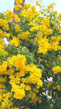 Blooming Yellow Tecoma Stans Tree in Garden, vertical video