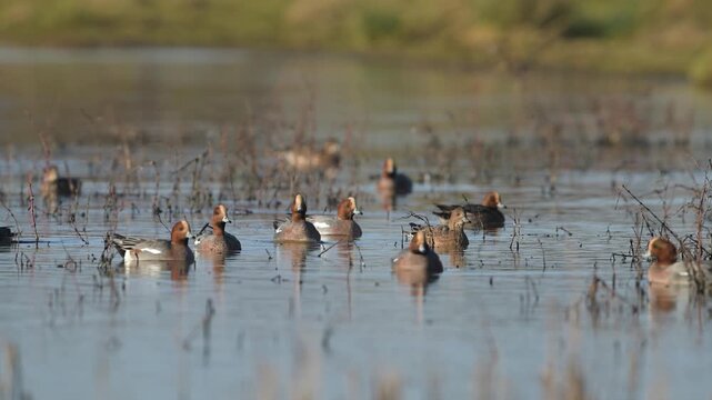 Eurasian Wigeon, Mareca penelope, birds on winter marshes