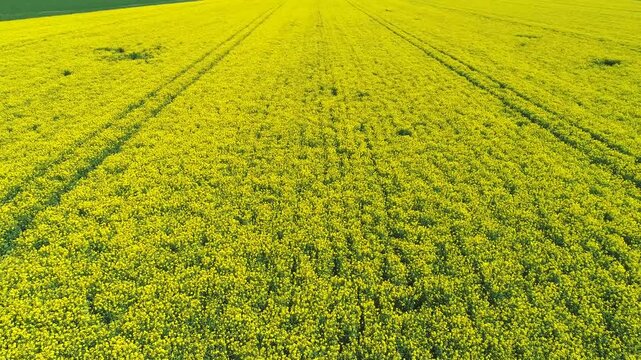 Aerial view, rape field and wind turbines near S&uuml;lbeck, Lower Saxony, Germany