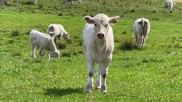 Charolais cattle calf in a meadow in Vall&ouml;sa, Ystad municipality, Scania, Sweden, Scandinavia