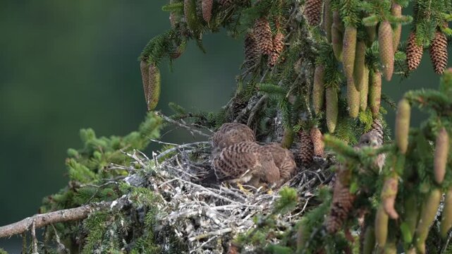 Kestrel (Falco tinnunculus), young birds not yet able to fly in the nest, eating mouse, Rhineland-Palatinate, Germany