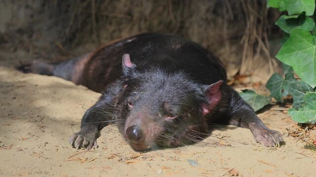 Tasmanian devil (Sarcophilus harrisii), marsupial devil, adult, lying down, portrait, tired, Australia