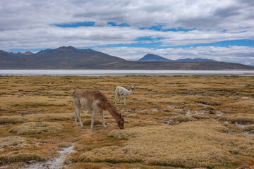 Fototapeta premium Arequipa, Peru - September 9, 2026: Llamas at the Salinas Lagoon in the Salinas and Aguada Blanca National Reserve in Arequipa, Peru.