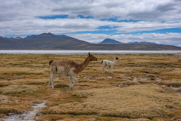 Fototapeta premium Arequipa, Peru - September 9, 2026: Llamas at the Salinas Lagoon in the Salinas and Aguada Blanca National Reserve in Arequipa, Peru.
