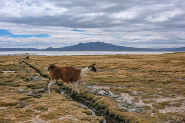 Fototapeta premium Arequipa, Peru - September 9, 2026: Llamas at the Salinas Lagoon in the Salinas and Aguada Blanca National Reserve in Arequipa, Peru.