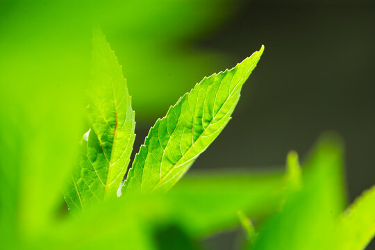Close up of vibrant green leaves under beautiful natural sunlight.A stunning close-up macro photograph showcasing fresh green leaves with sharp details of the leaf veins catching warm natural sunlight