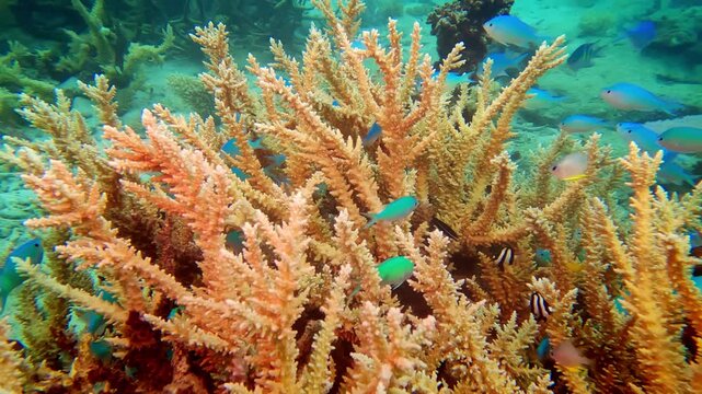 Coral polyps forming an intricate reef structure providing habitat and food for diverse tropical fish species, highlighting marine biodiversity and ocean health in Fiji Rainbow Reef