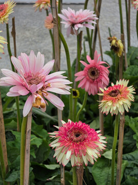 Tall-stemmed gerbera daisies in pink, magenta, and cream bloom in a garden, some staked with bamboo against a green wire fence and leafy backdrop.