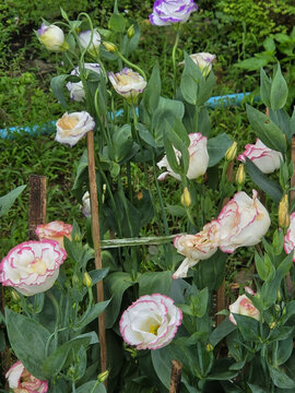 White lisianthus blooms with pink and purple-edged petals rise on slender stems among green leaves, supported by wooden stakes in a garden.