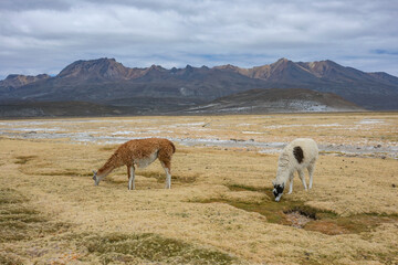 Arequipa, Peru - September 9, 2026: Llamas at the Salinas Lagoon in the Salinas and Aguada Blanca National Reserve in Arequipa, Peru. © Oscar Espinosa