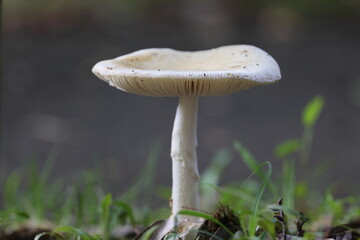 white mushroom in the forest, Fool's Mushroom © shuttered