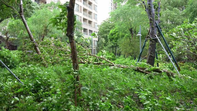 Broken tree branches lie among green shrubs after typhoon rain in residential garden video with sound