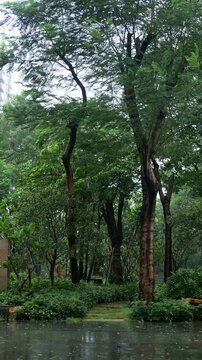 Tall leafy trees stand in a residential garden during heavy rainfall video with sound