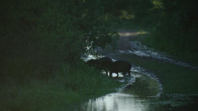 brown bear swimming in river in wilderness