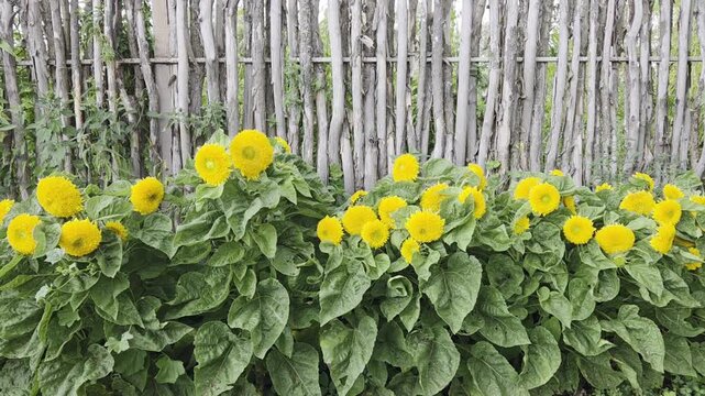 row of blooming yellow double sunflowers near a fence, natural background
